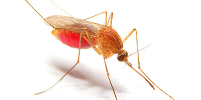 Diagnostiquer le paludisme en toute confiance