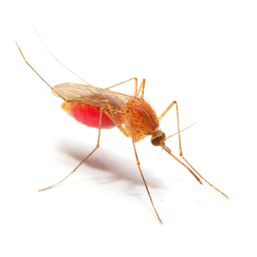 Les experts du monde entier ont les mêmes problématiques lorsqu'ils sont confrontés à une suspicion de paludisme.