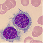 Tricholeucocytes