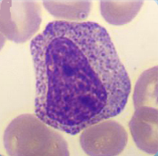 Myelocyte
