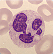 Segmented neutrophil